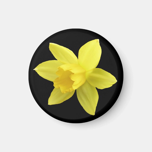 Aimant Daffodique jaune sur noir (Devant)