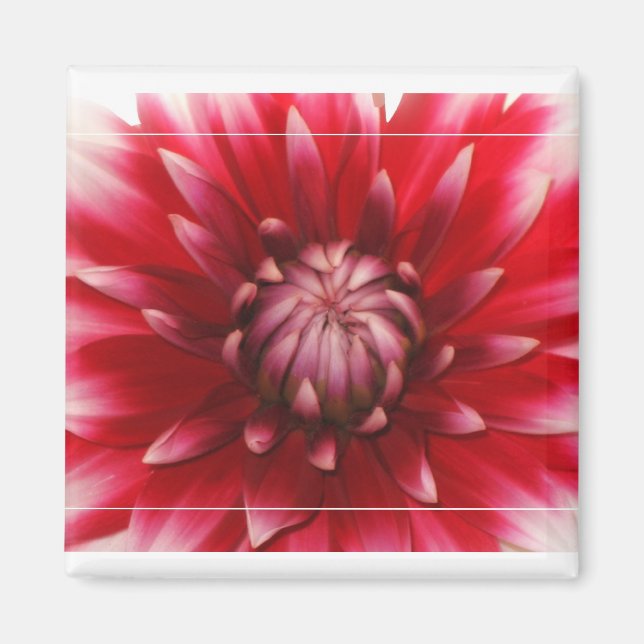 aimant dahlia (Devant)