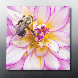 Aimant Dahlia Blanche Et Rose Avec Bumble Bee