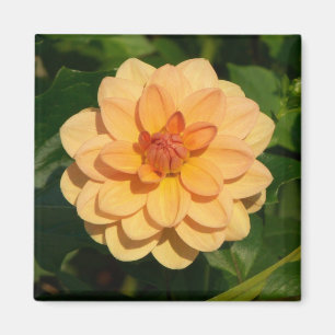 Aimant Dahlia 'David Howard'