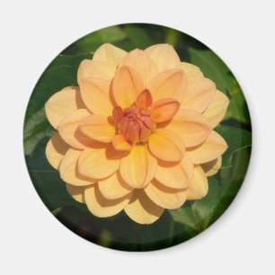 Aimant Dahlia 'David Howard'
