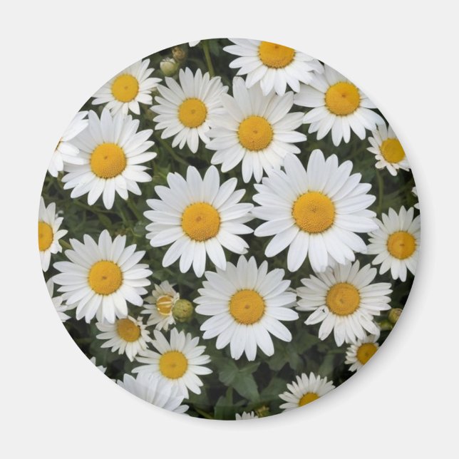 Aimant Daisies (Devant)