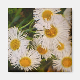 Aimant Daisy