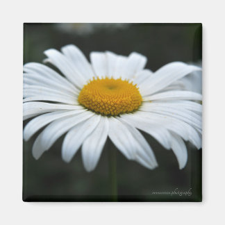 Aimant Daisy - Face vers le haut