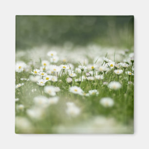 Aimant Daisy Meadow