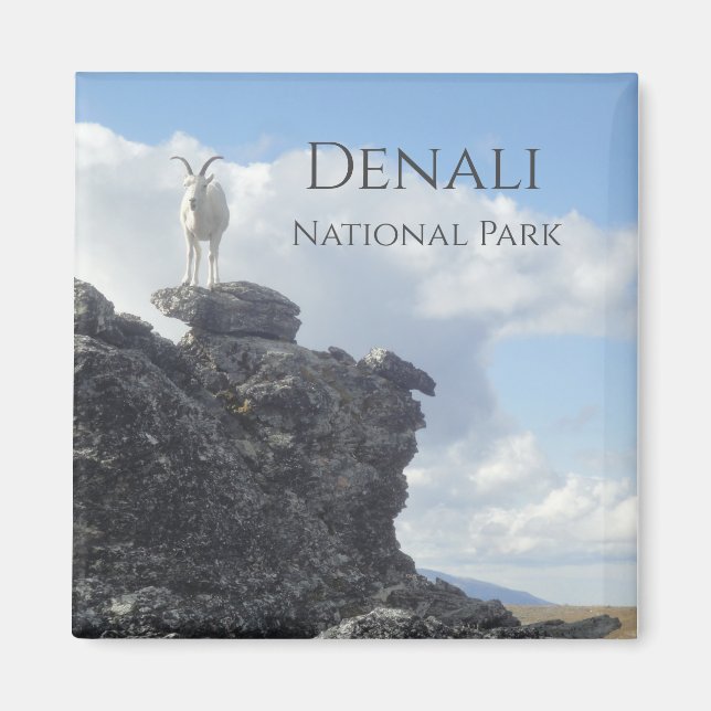 Aimant Dall Sheep Atop Mount Wright, Denali NP, Alaska (Devant)