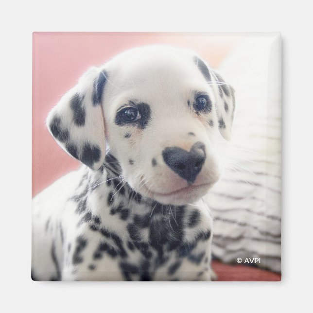 Aimant Dalmatian Heart Nose (Devant)