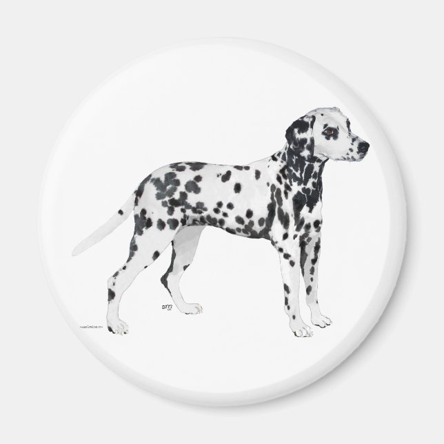 Aimant Dalmatien (Devant)