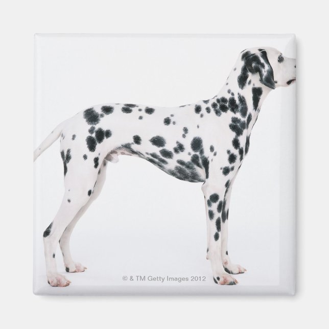 Aimant Dalmatien 3 (Devant)