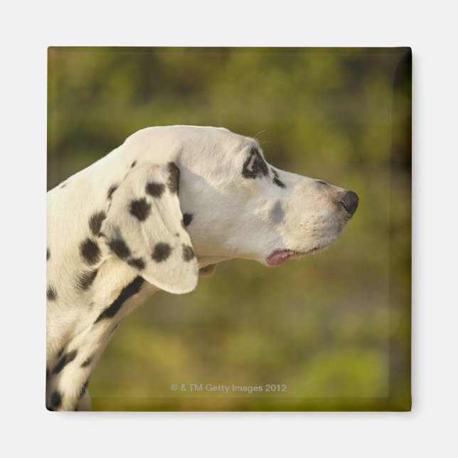 Aimant Dalmatien 4 (Devant)