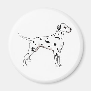 Aimant Dalmatien à pointes noires