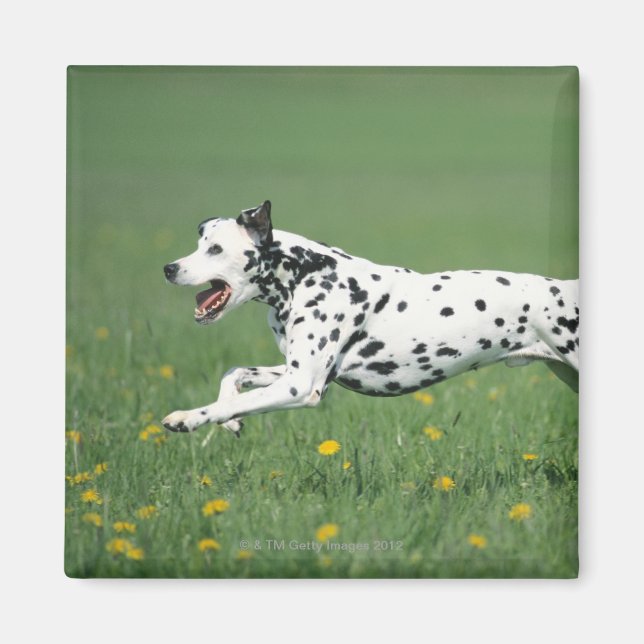 Aimant Dalmatien en cours (Devant)