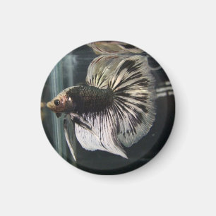 Aimant dalmatien noir