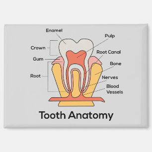 Aimant d'anatomie des dents