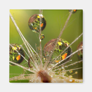 Aimant Dandelion Et Droplets D'Eau