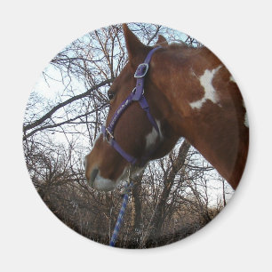 Aimant Dans les bois je regarde