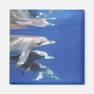 Aimant dauphins tachetés de l'Atlantique. Bimini, Bahamas