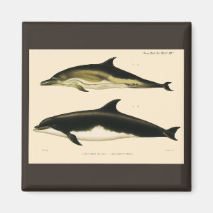 Aimant Dauphins vintage, mammifères marins Animaux 