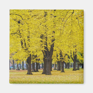 Aimant d'automne