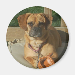 Aimant de 003 Puggle