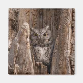 Aimant de 2 po pour le hibou à vis de l'est