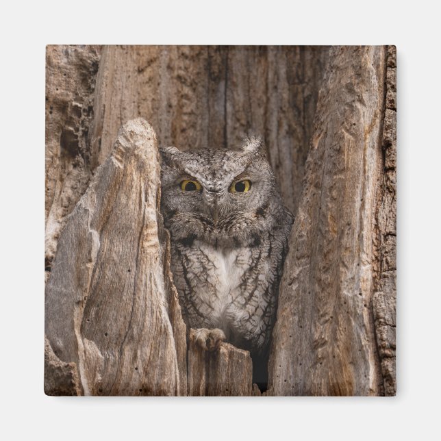Aimant de 2 po pour le hibou à vis de l'est (Devant)