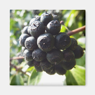 Aimant de baies de lierre