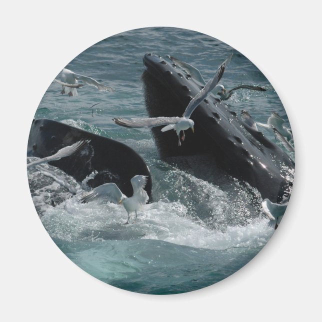 Aimant de baleine à bosse (Devant)
