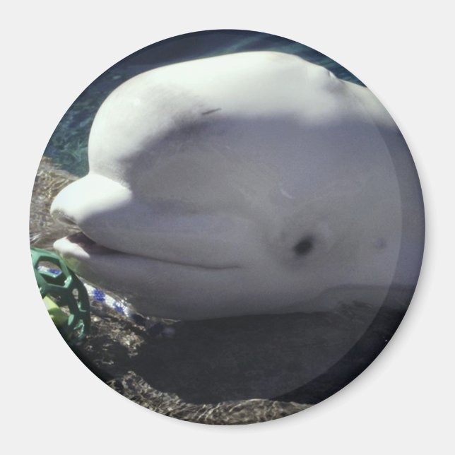 Aimant de baleine béluga (Devant)