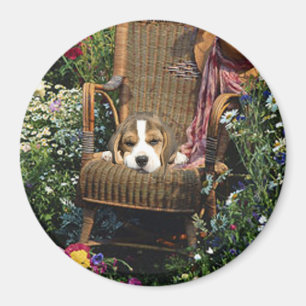 Aimant de beagle dans la chaise de jardin