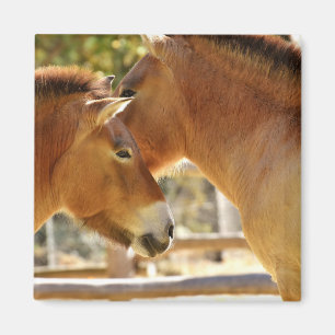 Aimant De beaux chevaux