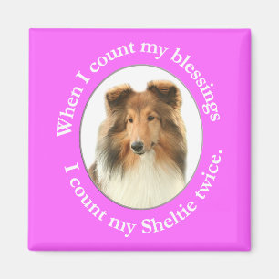 Aimant de Bénédiction de Sheltie