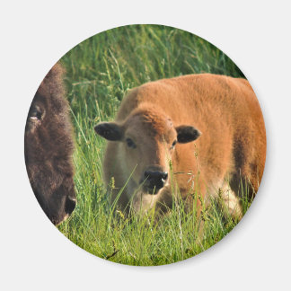 Aimant de bison de bébé