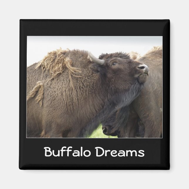 Aimant de bison des plaines américaines (Devant)