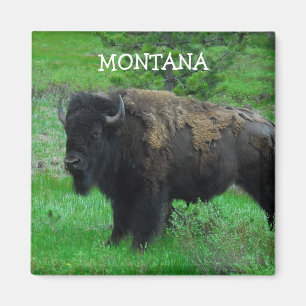 Aimant de bison du Montana