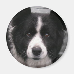 Aimant de border collie