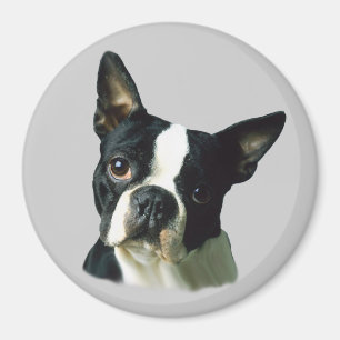 Aimant de Boston Terrier