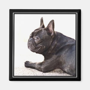 Aimant de bouledogue français