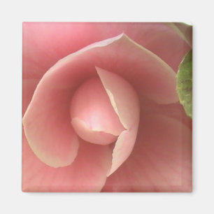 Aimant de Camellia rose