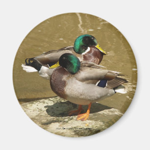 Aimant de canard de Mallard