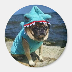 Aimant de carlin de requin
