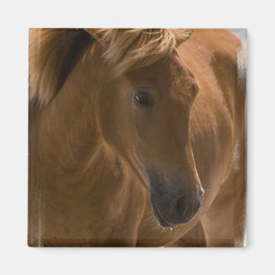 Aimant de carré de conception de cheval de
