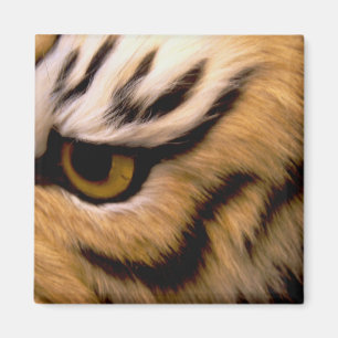 Aimant de carré de photo de tigre