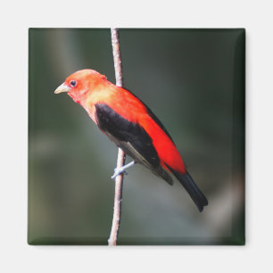 Aimant de carré de Tanager d'écarlate