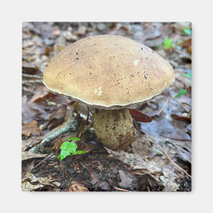 Aimant de champignon