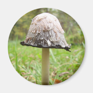 Aimant de champignon Casquette d'encre Shaggy