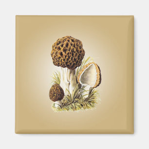 Aimant de champignon de morelle