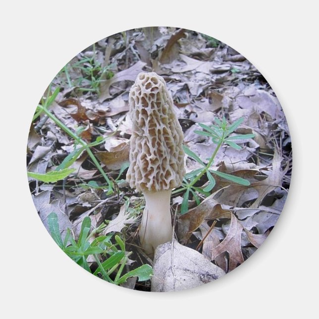 Aimant de champignon morel (Devant)