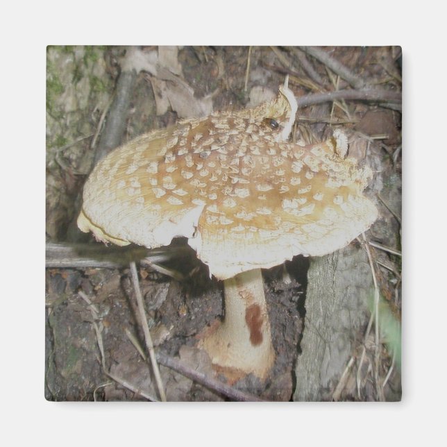 Aimant de champignons à points de polka (Devant)