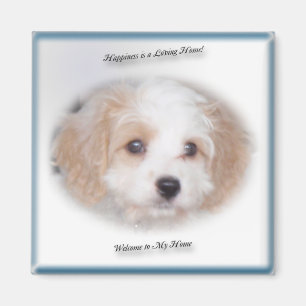 Aimant de chasse Cavachon